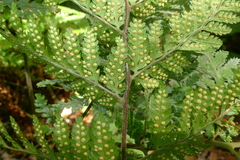 Parapolystichum microsorum pentangulare