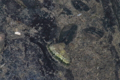 Siphonaria lessonii image