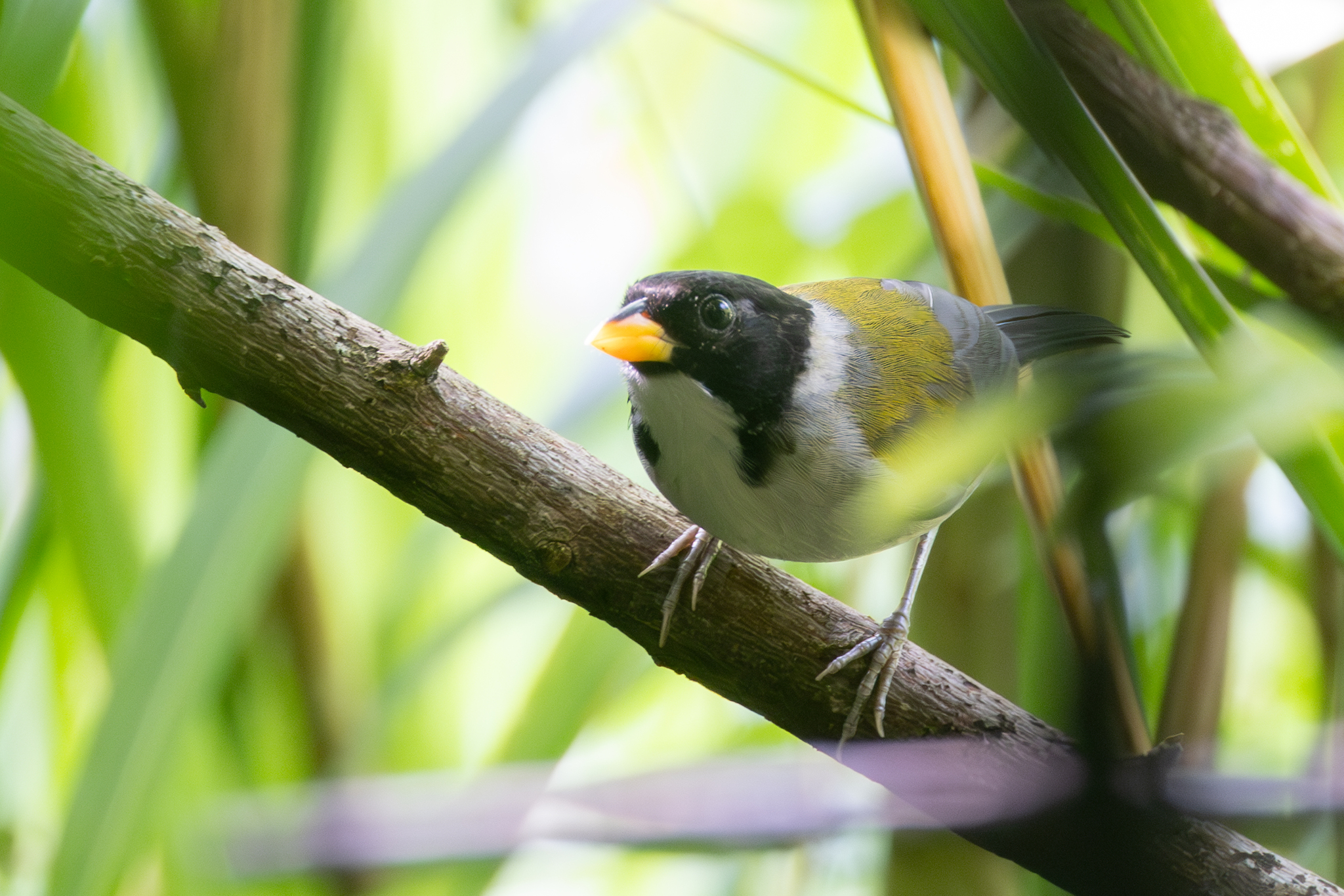 Golden-winged Sparrow (Arremon schlegeli), photo 5