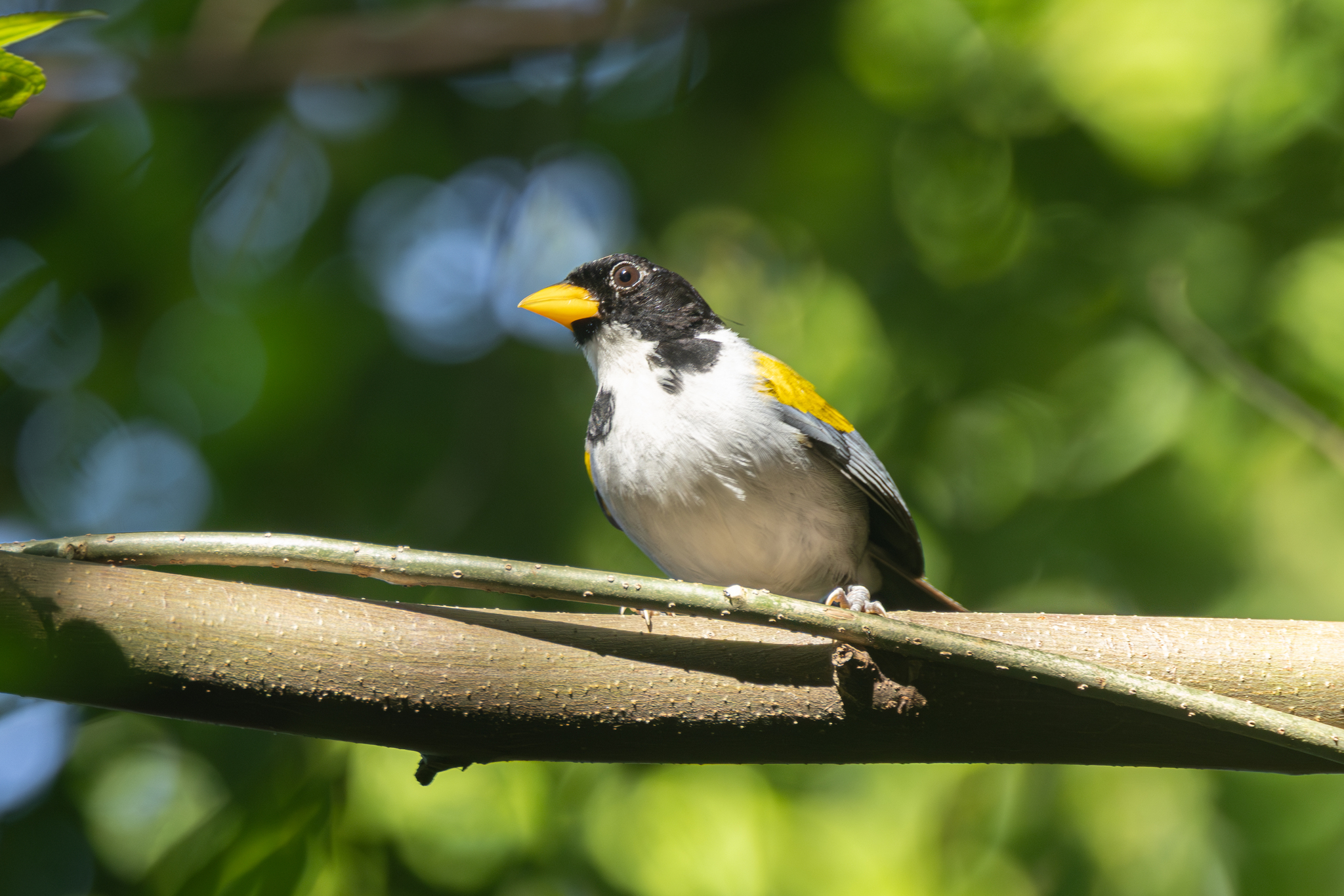 Golden-winged Sparrow (Arremon schlegeli), photo 6