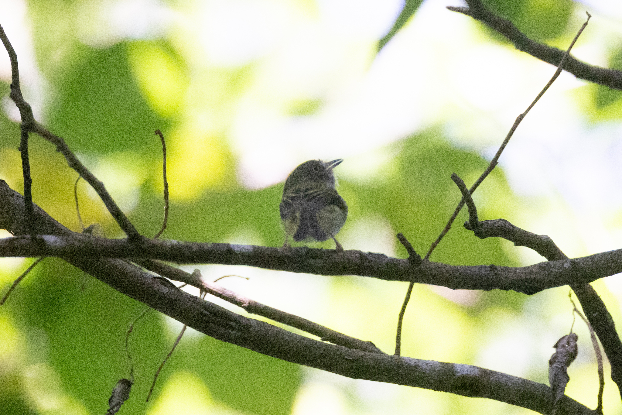 Pale-eyed Pygmy Tyrant (Atalotriccus pilaris), photo 2