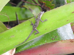 Anolis ortonii