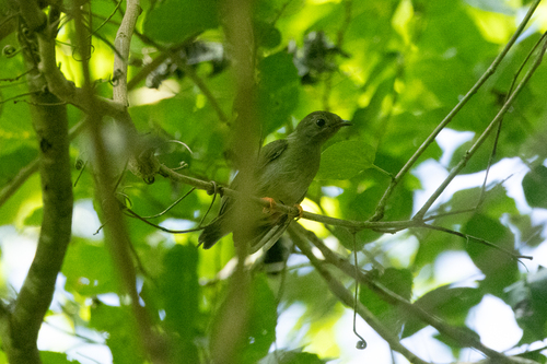 Lance-tailed Manakin (Chiroxiphia lanceolata), photo 10
