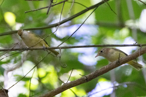 Golden-fronted Greenlet (Pachysylvia aurantiifrons), photo 4