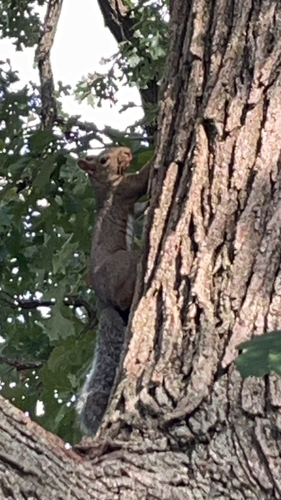 Eastern Gray Squirrel