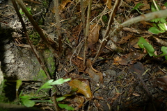 Parapolystichum microsorum pentangulare