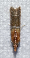 Moodna pallidostrinella