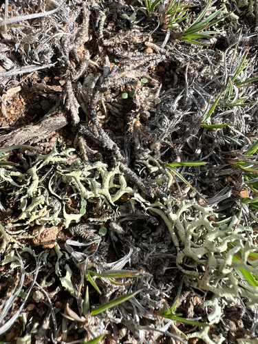 Tumbleweed Shield Lichen (Xanthoparmelia chlorochroa)