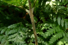 Parapolystichum microsorum pentangulare