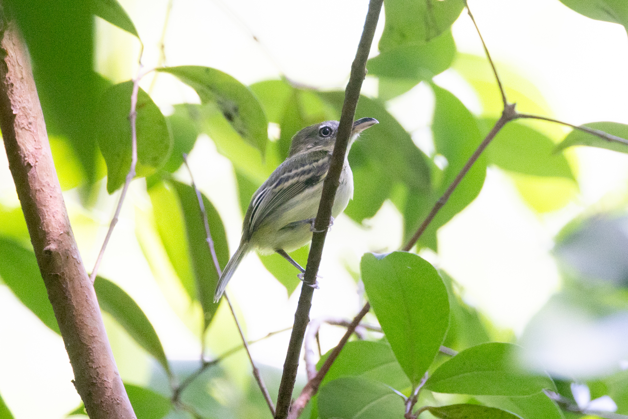 Southern Bentbill (Oncostoma olivaceum), photo 6