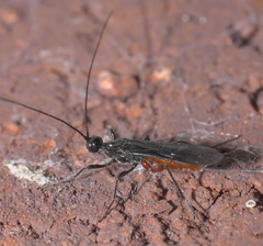 Doryctinae