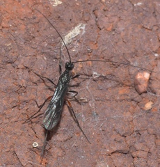 Doryctinae