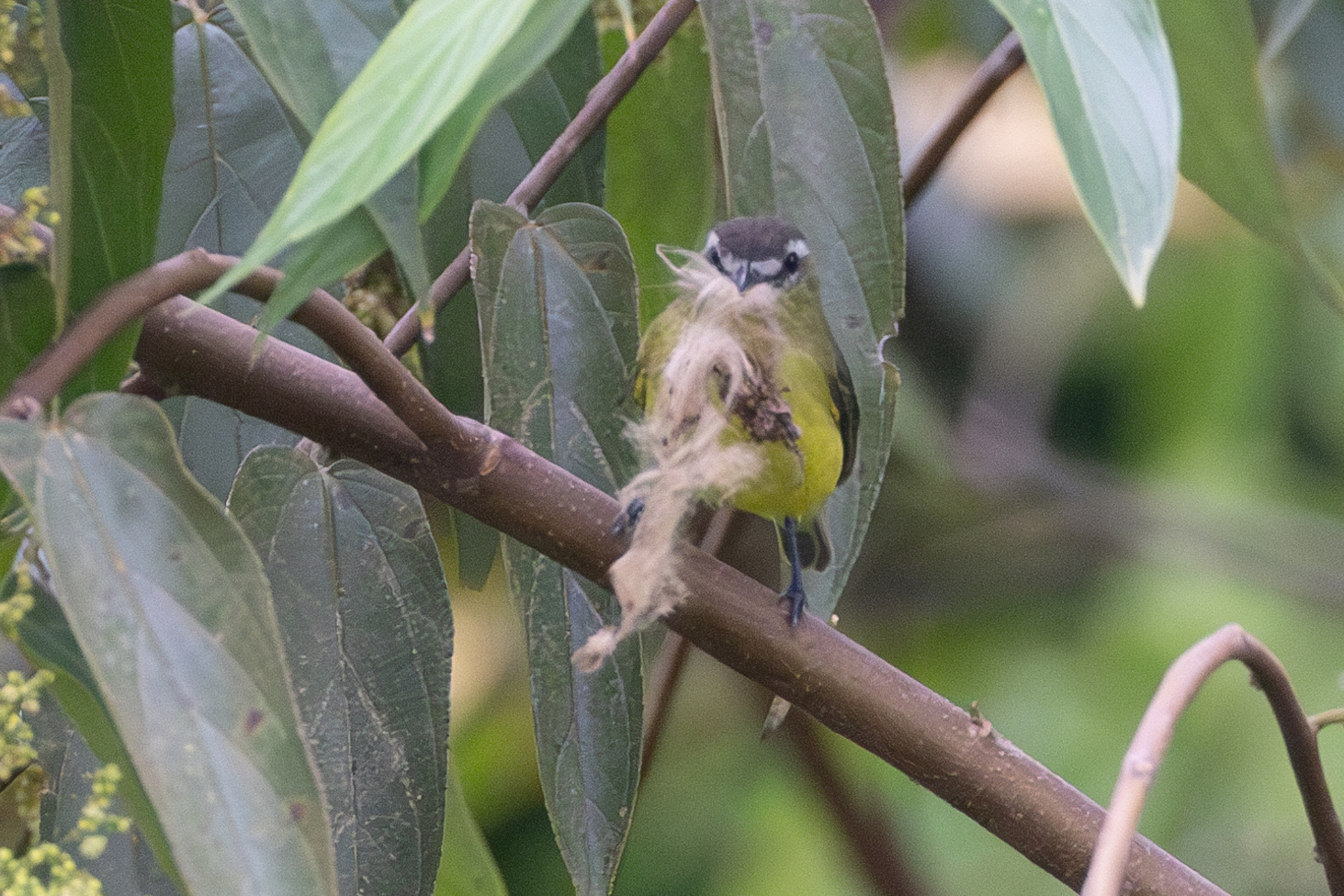 Brown-capped Tyrannulet (Ornithion brunneicapillus), photo 3