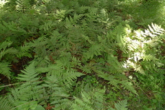 Parapolystichum microsorum pentangulare