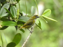 Euphonia chrysopasta