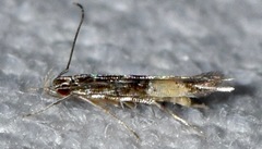 Cosmopterix delicatella