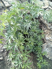 Cissus tuberosa