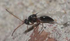 Figitidae
