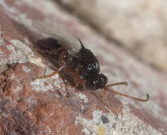 Figitidae