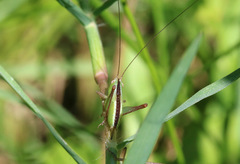 Conocephalus longipes