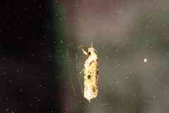 Agonopterix canadensis