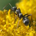 Podzol Ant - Photo (c) Robert Webster, some rights reserved (CC BY-SA), uploaded by Robert Webster