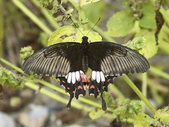 Papilio polytes