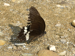 Papilio polytes