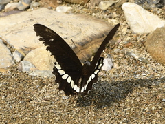 Papilio polytes