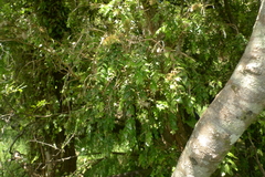 Metrosideros colensoi