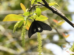 Gynautocera papilionaria