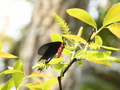 Gynautocera papilionaria