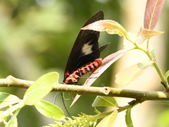 Gynautocera papilionaria