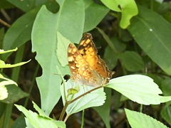 Vagrans sinha