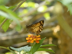 Vagrans sinha