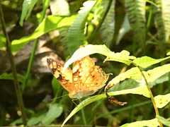 Vagrans sinha