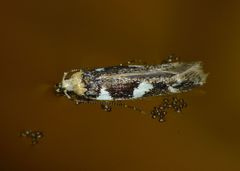 Pyroderces deamatella