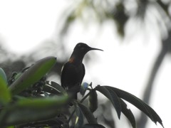 Heliodoxa aurescens
