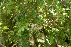 Metrosideros colensoi