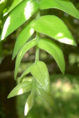 Metrosideros colensoi