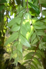 Metrosideros colensoi