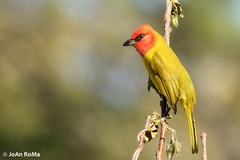 Piranga erythrocephala