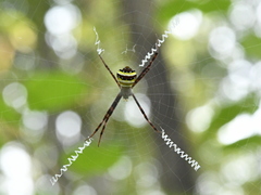 Argiope
