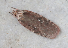 Agonopterix clemensella
