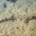Bartailed Flathead - Photo (c) Glen Whisson, some rights reserved (CC BY-NC), uploaded by Glen Whisson