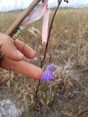 Lobelia glandulosa image