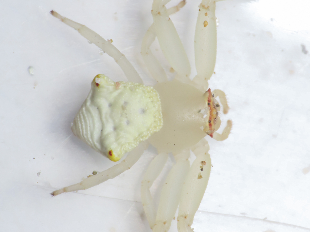 Thomisus projectus