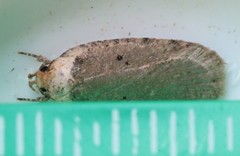 Agonopterix ciliella