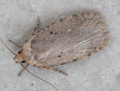 Agonopterix ciliella