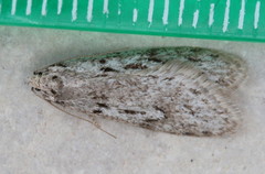Semioscopis megamicrella